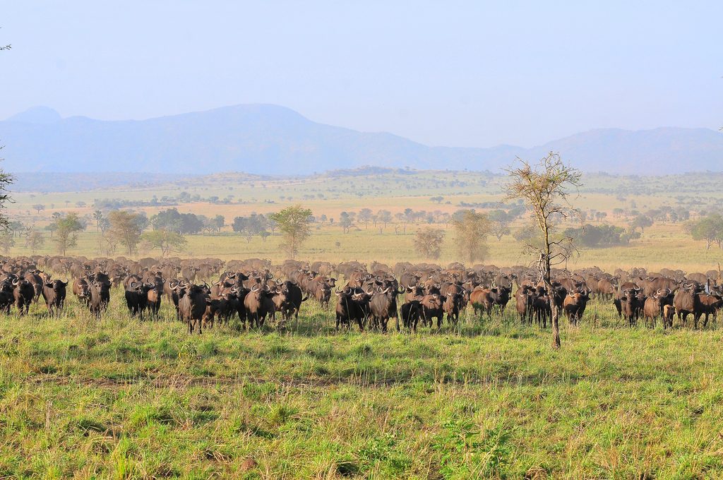 Kidepo National Park